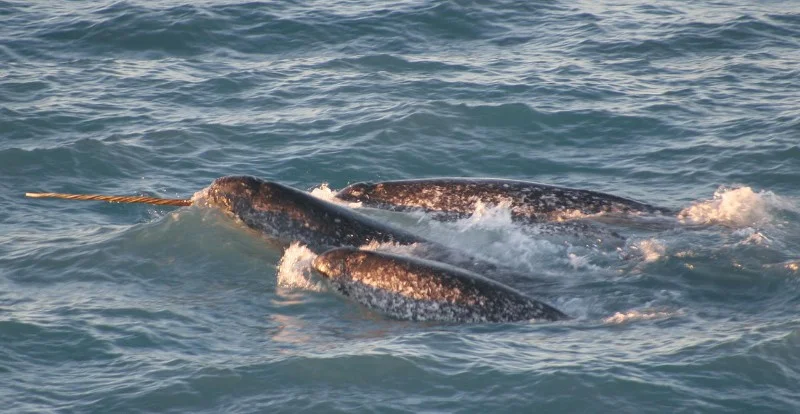 narwhals