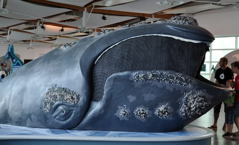 right whale