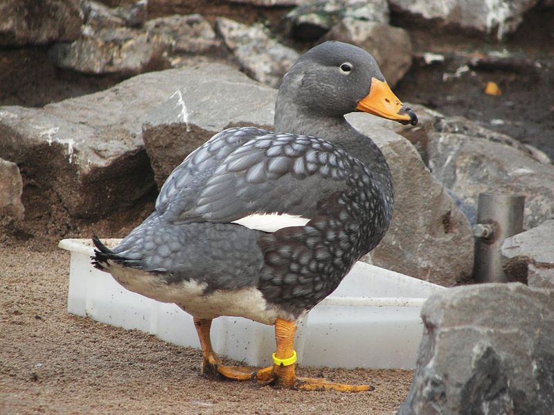 Fuegian steamer duck