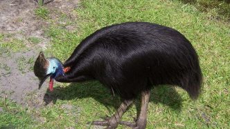 Southern Cassowary - Flightless Birds