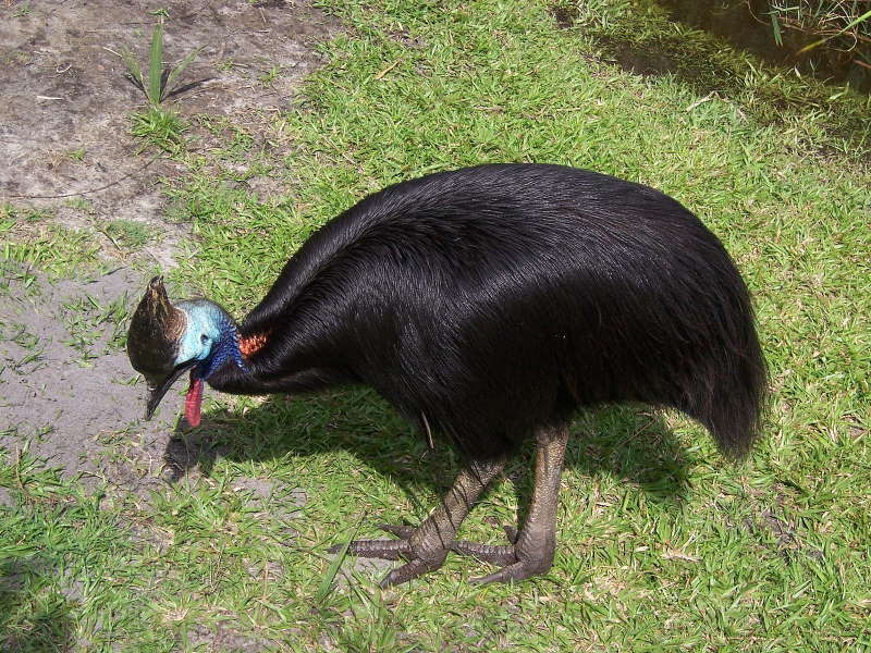 Southern Cassowary