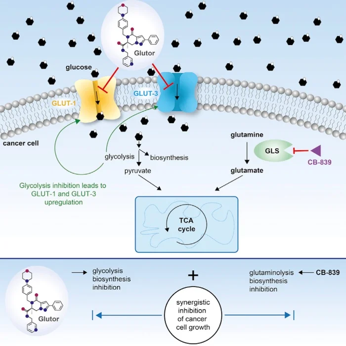 suppressing growth of cancer with glutor