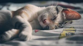 facts about dreams