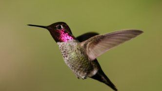 Anna's hummingbird - fastest animals in the world