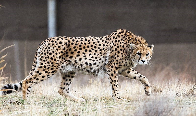 Iranian Cheetah