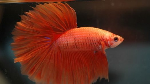 types of fish - Siamese Fighting
