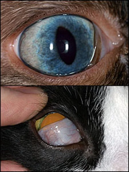 Nictitating Membrane