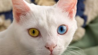 facts about cat eyes