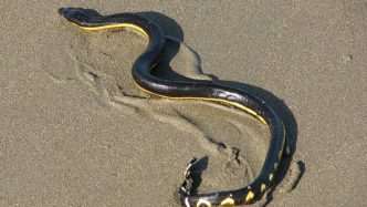 Most Venomous Snakes in the world