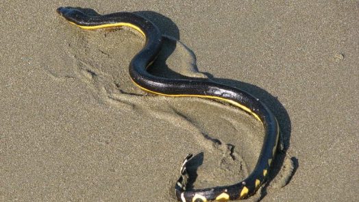 Most Venomous Snakes in the world