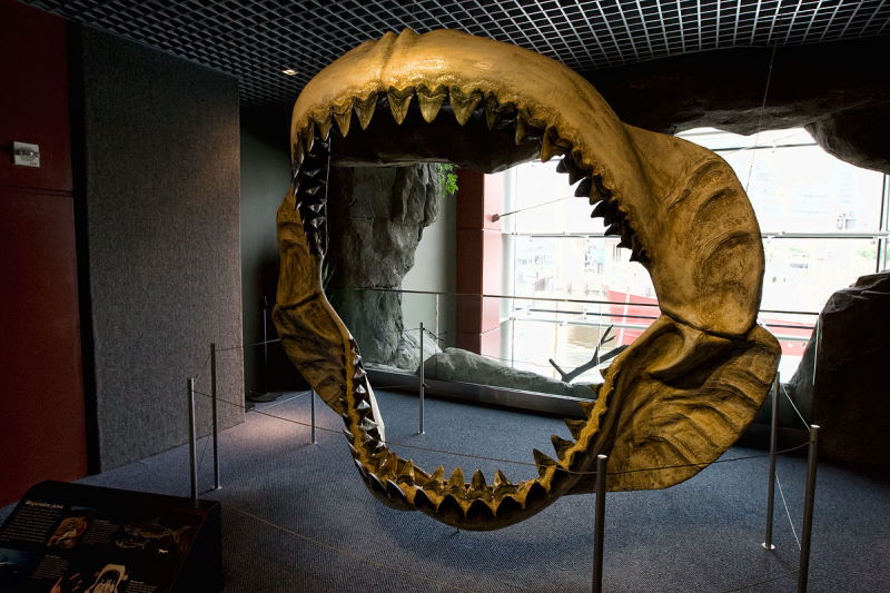 Megalodon jaws