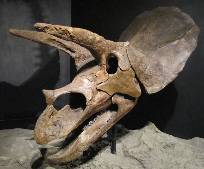 Skull of Triceratops horridus