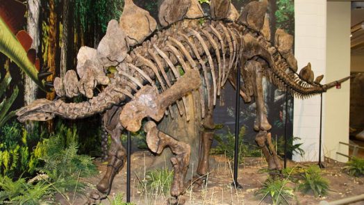 Stegosaurus - types of di