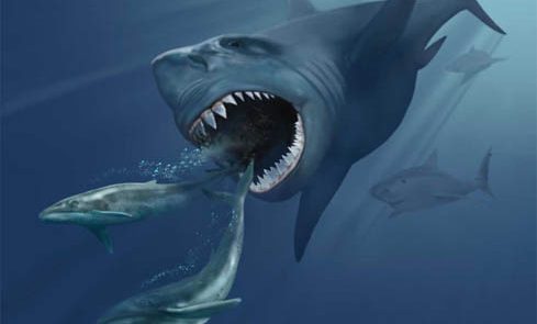 artist's impression of megalodon