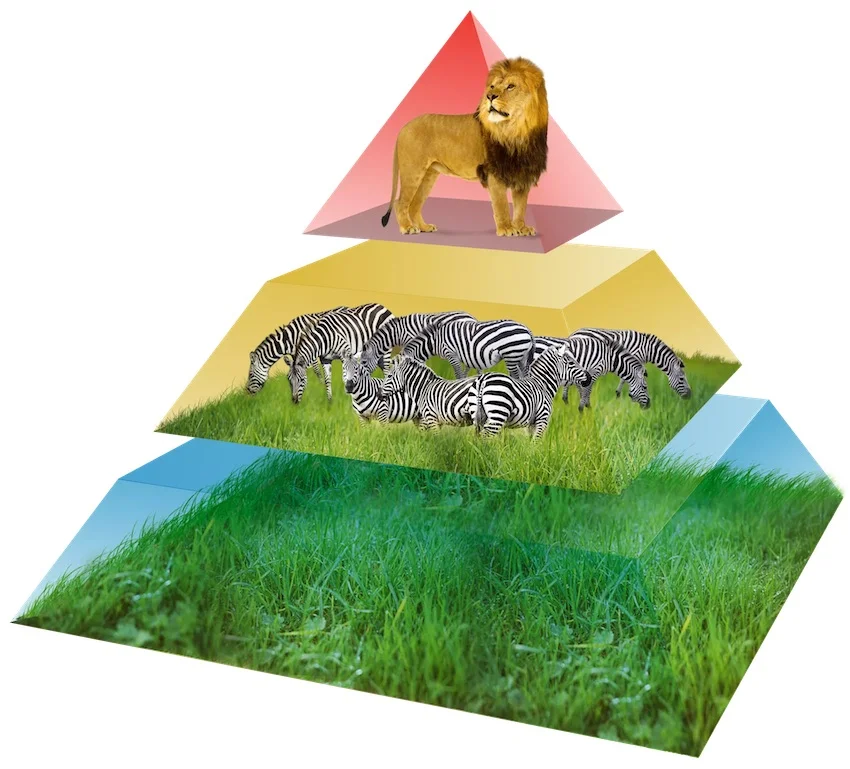 What Is An Energy Pyramid? Main Levels And Examples - RankRed