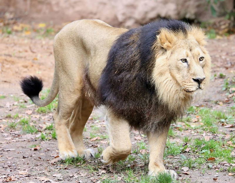 Asiatic lion