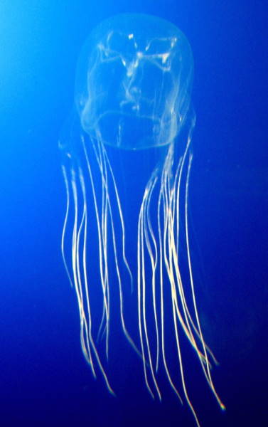 Box Jellyfish
