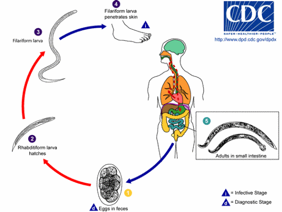 Lifecycle of hookworms