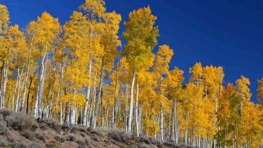 Pando - aspen tree