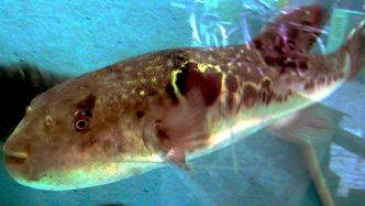 Takifugu rubripes - deadliest animals in the world