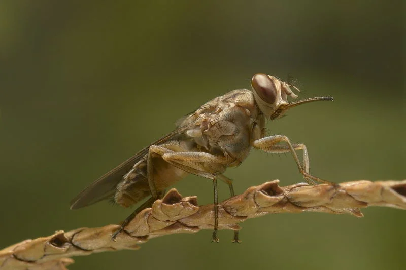 Tsetse fly