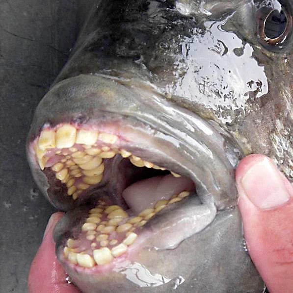 sheepshead teeth