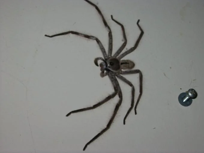 Clock spider closeup