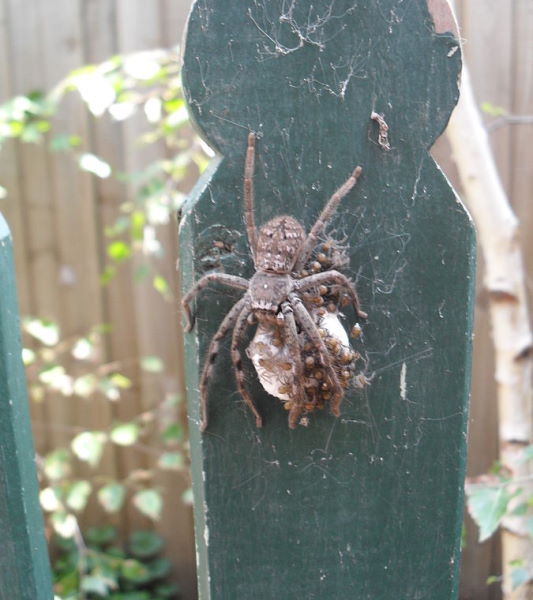 huntsman spider Egg hatching