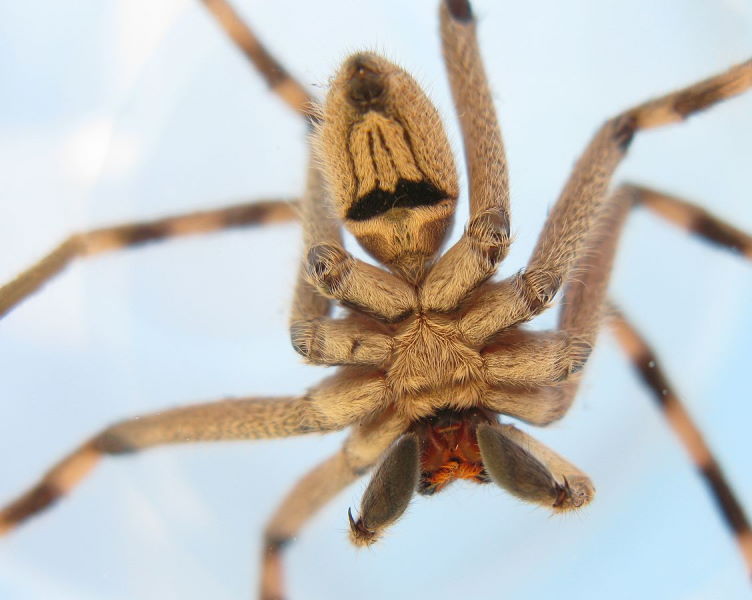 Male Palystes superciliosus