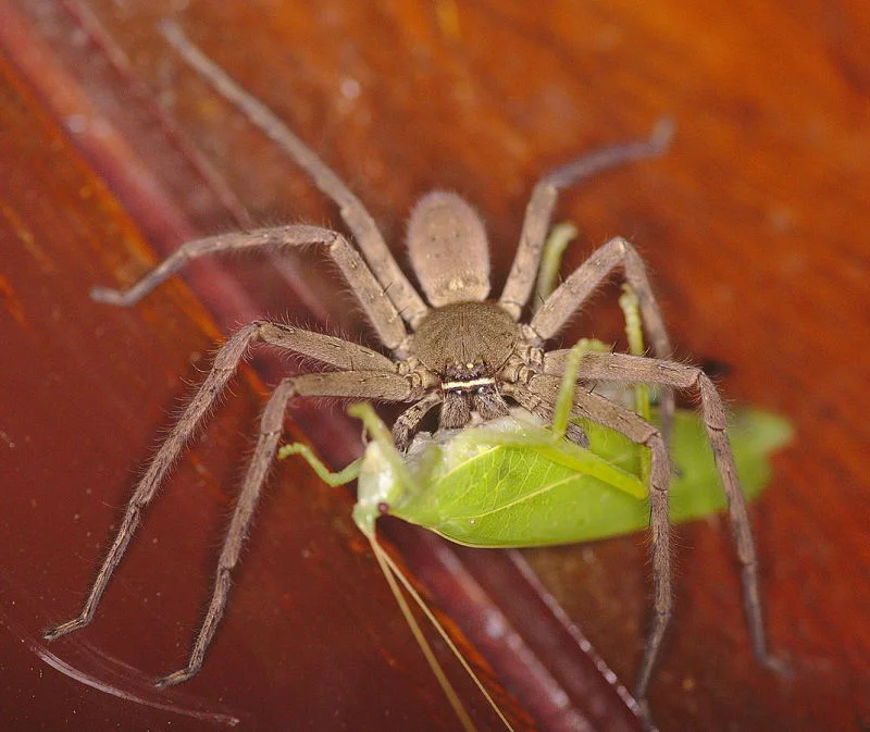 female Heteropoda venatoria