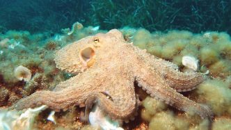 Common octopus - Smartest animals in the world