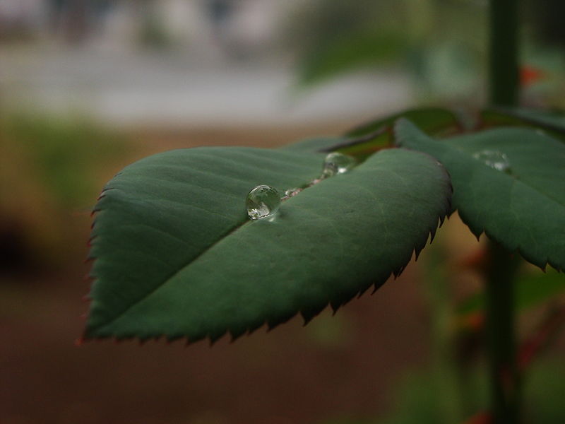 A raindrop on leaf