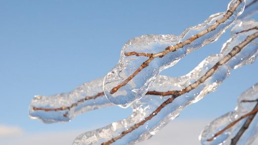 Types of precipitation - Glaze ice on tree branches