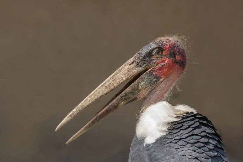 Marabou stork