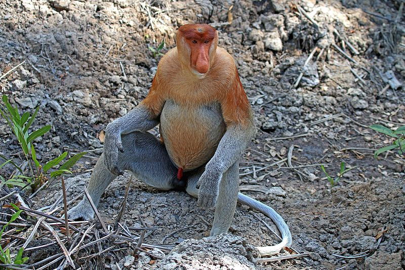 Proboscis monkey