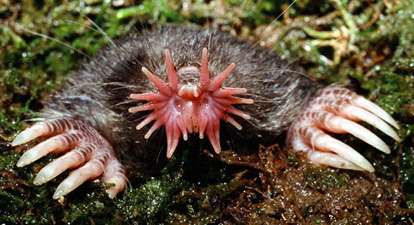 Ugly Animals | 15 Of The World's Ugliest Creatures - RankRed