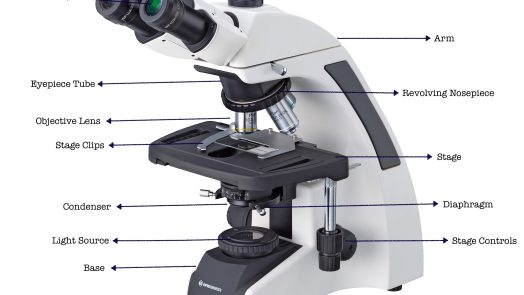 Parts of a microscope