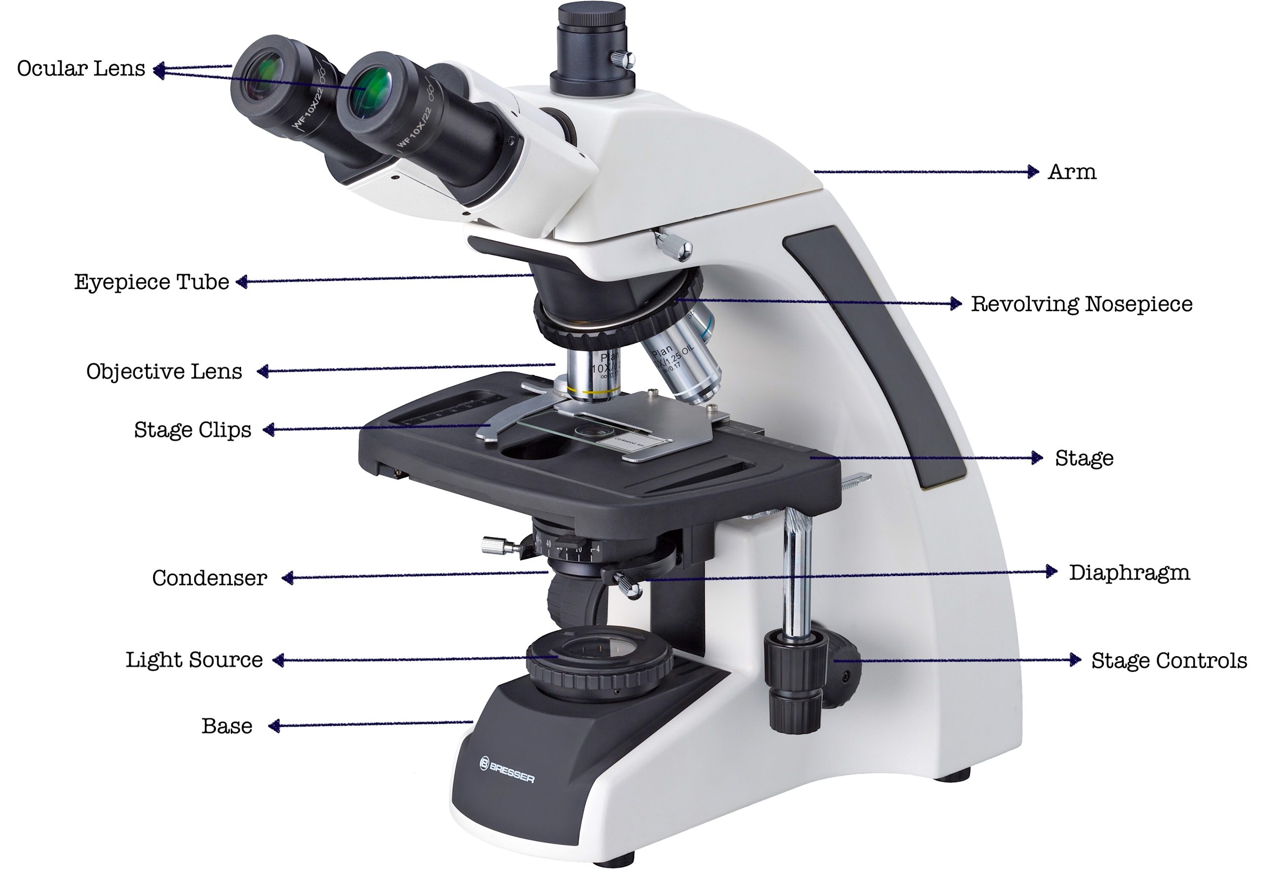 19 Parts Of A Microscope And Their Functions RankRed