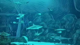 Largest aquariums In the world - SEA